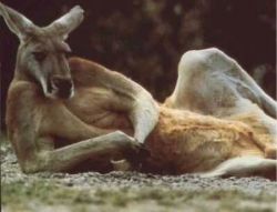 KANGOUROU